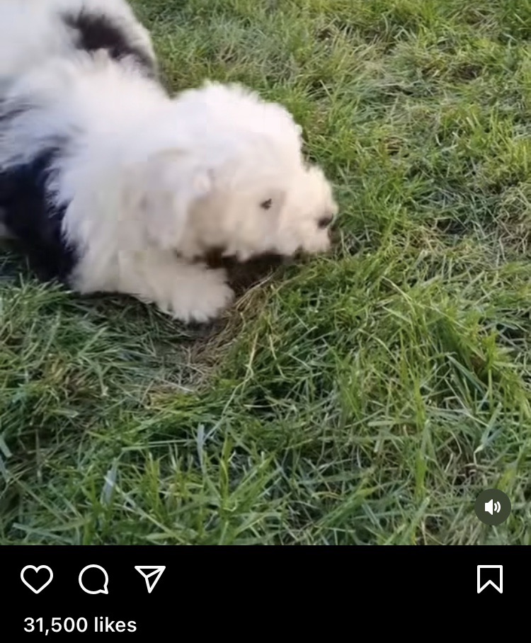 31500 likes
